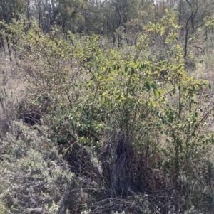 Cotoneaster glaucophyllus at Majura, ACT - 2 Sep 2023