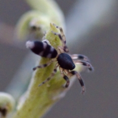 Lampona sp. (genus) (White-tailed spider) at Gungahlin, ACT - 27 Aug 2023 by KorinneM