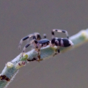 Lampona sp. (genus) at Gungahlin, ACT - 27 Aug 2023