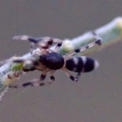 Lampona sp. (genus) at Gungahlin, ACT - 27 Aug 2023