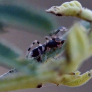 Lampona sp. (genus) at Gungahlin, ACT - 27 Aug 2023