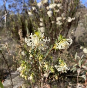 Pimelea linifolia subsp. linifolia at Majura, ACT - 2 Sep 2023 03:04 PM