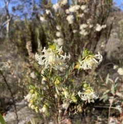 Pimelea linifolia subsp. linifolia (Queen of the Bush, Slender Rice-flower) at Majura, ACT - 2 Sep 2023 by waltraud