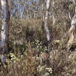 Pimelea linifolia subsp. linifolia at Majura, ACT - 2 Sep 2023