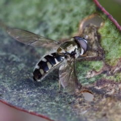 Melangyna sp. (genus) (Hover Fly) at Mulligans Flat - 27 Aug 2023 by KorinneM