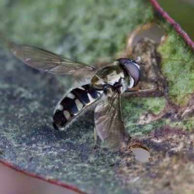 Melangyna sp. (genus) (Hover Fly) at Gungahlin, ACT - 27 Aug 2023 by KorinneM