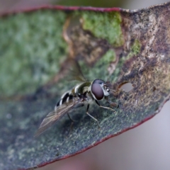 Melangyna sp. (genus) at Gungahlin, ACT - 27 Aug 2023 02:59 PM