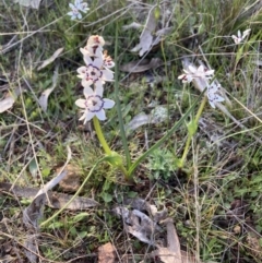 Wurmbea dioica subsp. dioica (Early Nancy) at Hackett, ACT - 2 Sep 2023 by waltraud