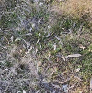 Wurmbea dioica subsp. dioica at Hackett, ACT - 2 Sep 2023 04:32 PM