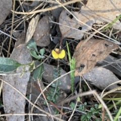 Bossiaea buxifolia (Matted Bossiaea) at Majura, ACT - 2 Sep 2023 by waltraud