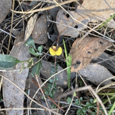 Bossiaea buxifolia (Matted Bossiaea) at Mount Ainslie - 2 Sep 2023 by waltraud