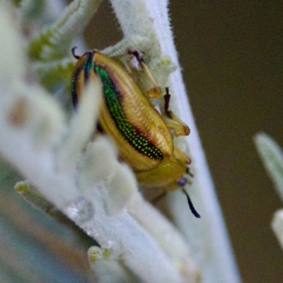 Calomela juncta (Leaf beetle) at Mulligans Flat - 27 Aug 2023 by KorinneM
