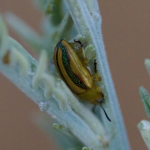 Calomela juncta at Gungahlin, ACT - 27 Aug 2023 04:38 PM