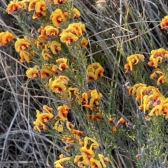 Dillwynia sp. Yetholme (P.C.Jobson 5080) NSW Herbarium at Mount Majura - 2 Sep 2023 by waltraud