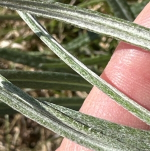 Senecio quadridentatus at Yarralumla, ACT - 3 Sep 2023