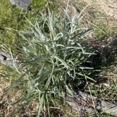 Senecio quadridentatus at Yarralumla, ACT - 3 Sep 2023 10:09 AM