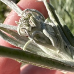 Senecio quadridentatus at Yarralumla, ACT - 3 Sep 2023 10:09 AM