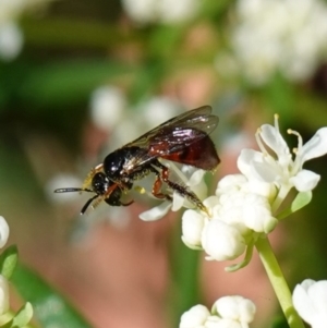 Exoneura sp. (genus) at Ulladulla, NSW - 3 Aug 2023