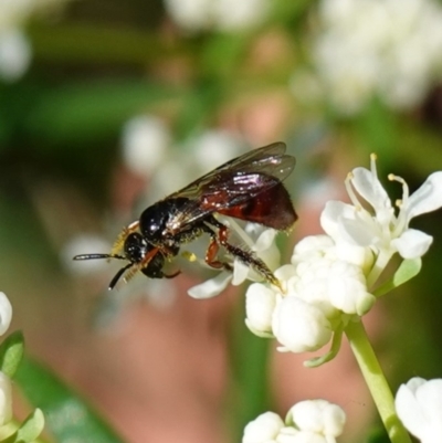 Exoneura sp. (genus) (A reed bee) at Ulladulla Wildflower Reserve - 3 Aug 2023 by RobG1