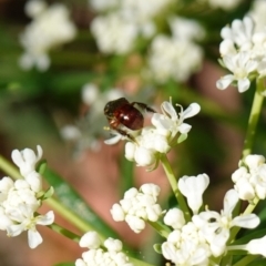 Exoneura sp. (genus) at Ulladulla, NSW - 3 Aug 2023