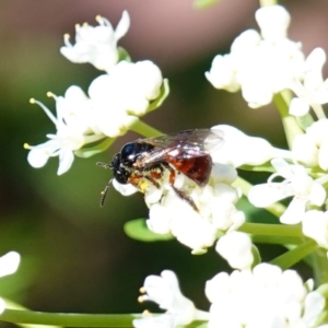 Exoneura sp. (genus) at Ulladulla, NSW - 3 Aug 2023