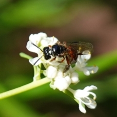 Exoneura sp. (genus) at Ulladulla, NSW - 3 Aug 2023