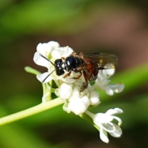 Exoneura sp. (genus) at Ulladulla, NSW - 3 Aug 2023