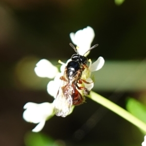 Exoneura sp. (genus) at Ulladulla, NSW - 3 Aug 2023