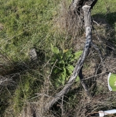 Echium plantagineum (Paterson's Curse) at Yarralumla, ACT - 3 Sep 2023 by lbradley