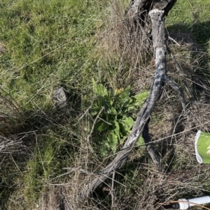 Echium plantagineum at Yarralumla, ACT - 3 Sep 2023 10:11 AM