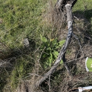 Echium plantagineum at Belconnen, ACT - 3 Sep 2023