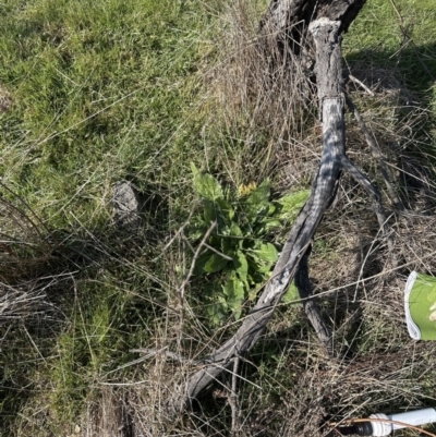 Echium plantagineum (Paterson's Curse) at Yarralumla, ACT - 3 Sep 2023 by lbradley