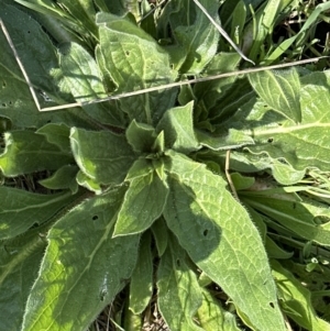 Echium plantagineum at Yarralumla, ACT - 3 Sep 2023