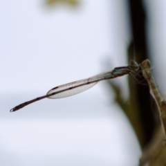 Austrolestes leda (Wandering Ringtail) at Gungahlin, ACT - 27 Aug 2023 by KorinneM