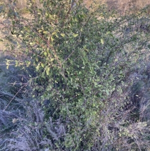 Cotoneaster glaucophyllus at Majura, ACT - 2 Sep 2023