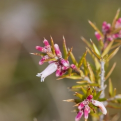 Lissanthe strigosa subsp. subulata (Peach Heath) at Mulligans Flat - 27 Aug 2023 by KorinneM