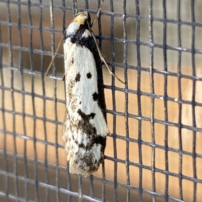 Philobota lysizona (A concealer moth) at Jerrabomberra, NSW - 3 Sep 2023 by Steve_Bok