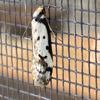 Philobota lysizona (A concealer moth) at Jerrabomberra, NSW - 3 Sep 2023 by SteveBorkowskis