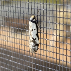 Philobota lysizona at Jerrabomberra, NSW - 3 Sep 2023