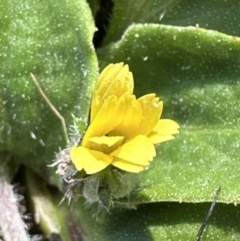 Cymbonotus sp. (preissianus or lawsonianus) at Yarralumla, ACT - 3 Sep 2023