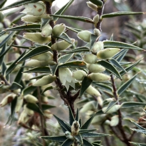 Melichrus urceolatus at Googong, NSW - suppressed