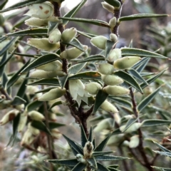 Melichrus urceolatus (Urn Heath) at Googong, NSW - 2 Sep 2023 by Wandiyali