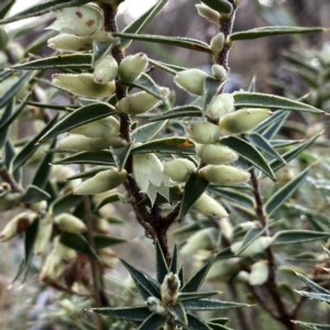 Melichrus urceolatus at Googong, NSW - 3 Sep 2023