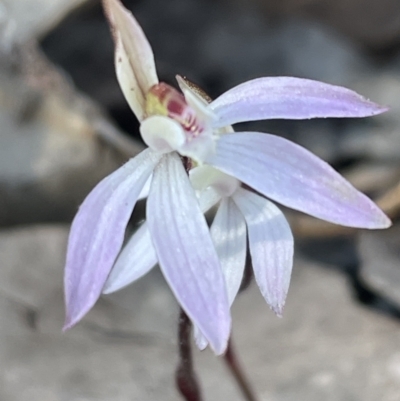 Caladenia fuscata (Dusky Fingers) at Bruce Ridge to Gossan Hill - 3 Sep 2023 by JVR