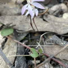 Caladenia fuscata at Bruce, ACT - 3 Sep 2023