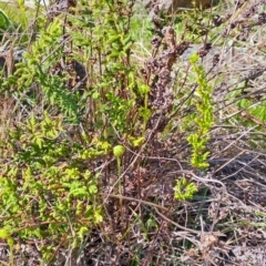 Cheilanthes sieberi subsp. sieberi (Narrow Rock Fern) at Narrabundah, ACT - 3 Sep 2023 by LPadg