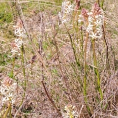 Stackhousia monogyna (Creamy Candles) at Narrabundah, ACT - 3 Sep 2023 by LPadg