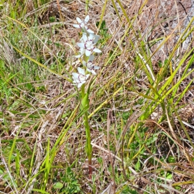 Wurmbea dioica subsp. dioica (Early Nancy) at Narrabundah, ACT - 3 Sep 2023 by LPadg