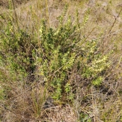 Melichrus urceolatus (Urn Heath) at Mount Taylor - 3 Sep 2023 by LPadg