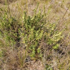 Melichrus urceolatus (Urn Heath) at Narrabundah, ACT - 3 Sep 2023 by LPadg